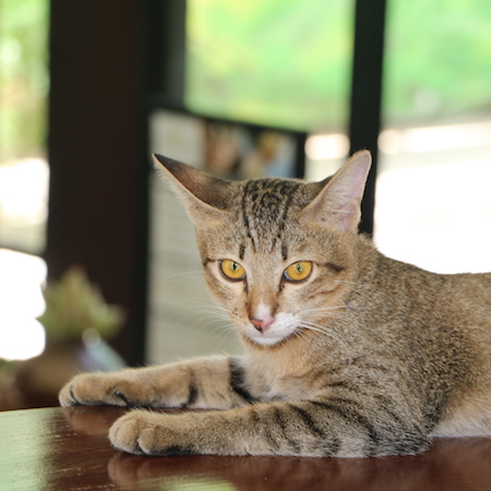 Meet BouBou - the cute Cat of The Aviary Hotel
