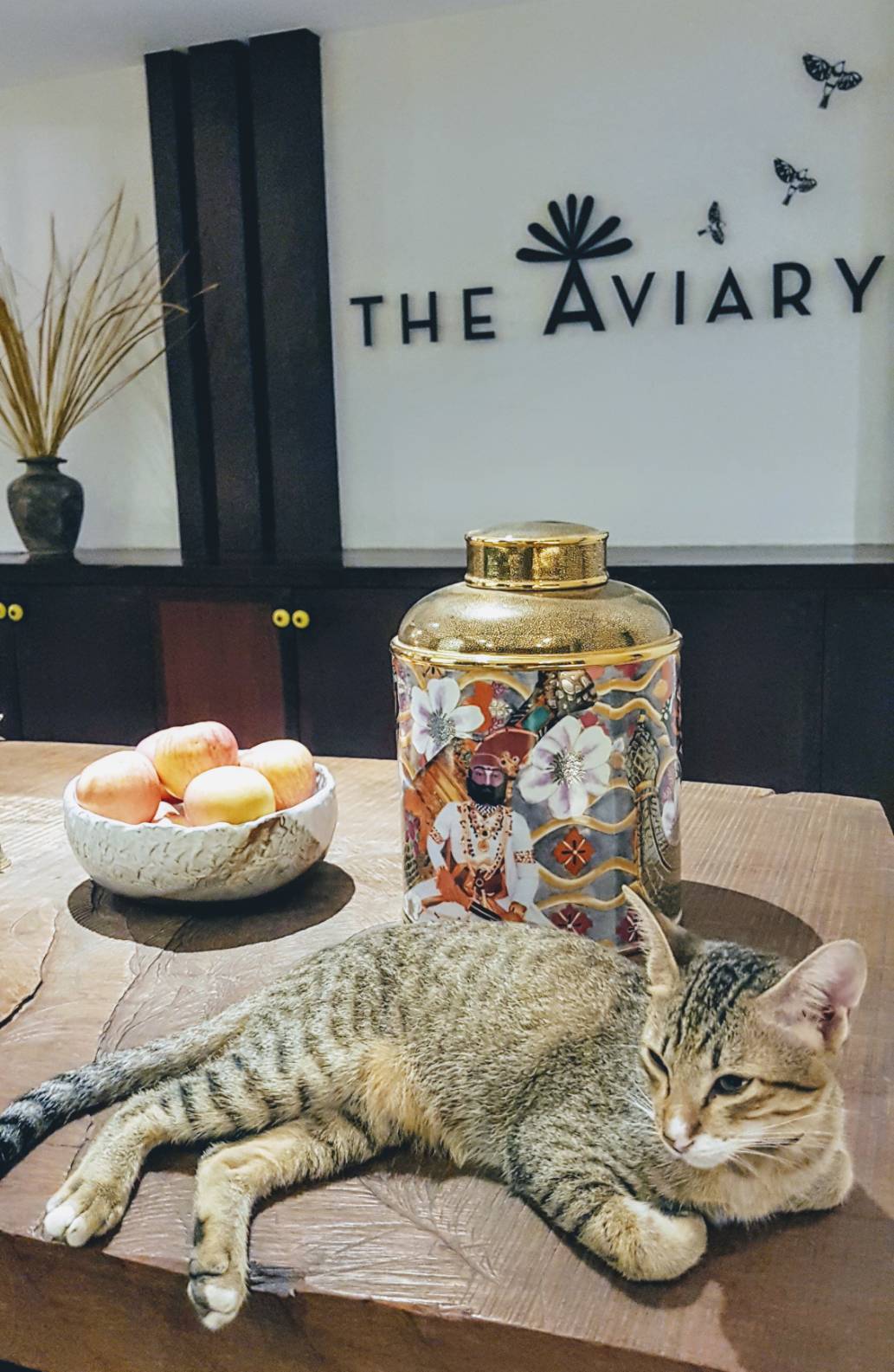 Meet BouBou - the Cat of The Aviary HotelSkype_Picture_2019_08_07T10_17_49_372Z
