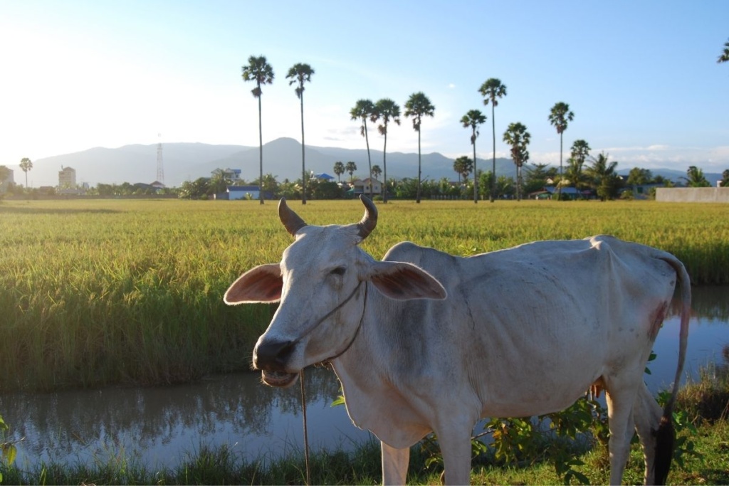 Cambodian ox in the countryside
