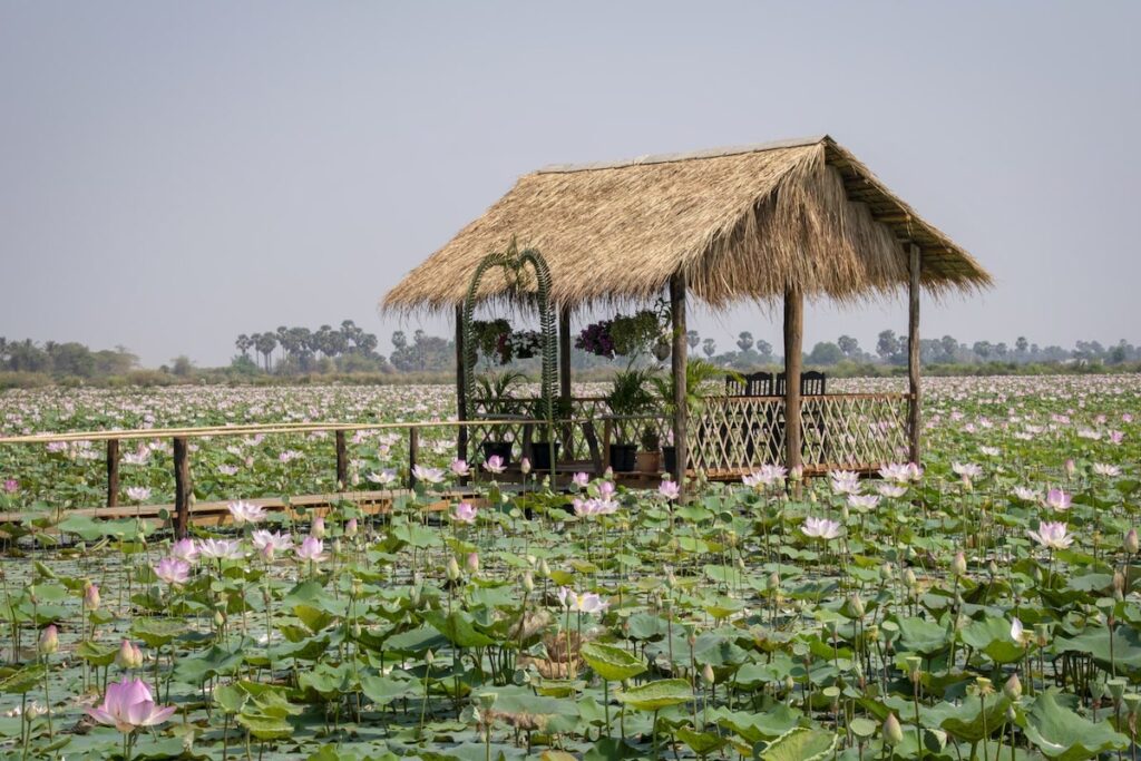 rustic shack sits in a lake full of lotus flowers cambodia
