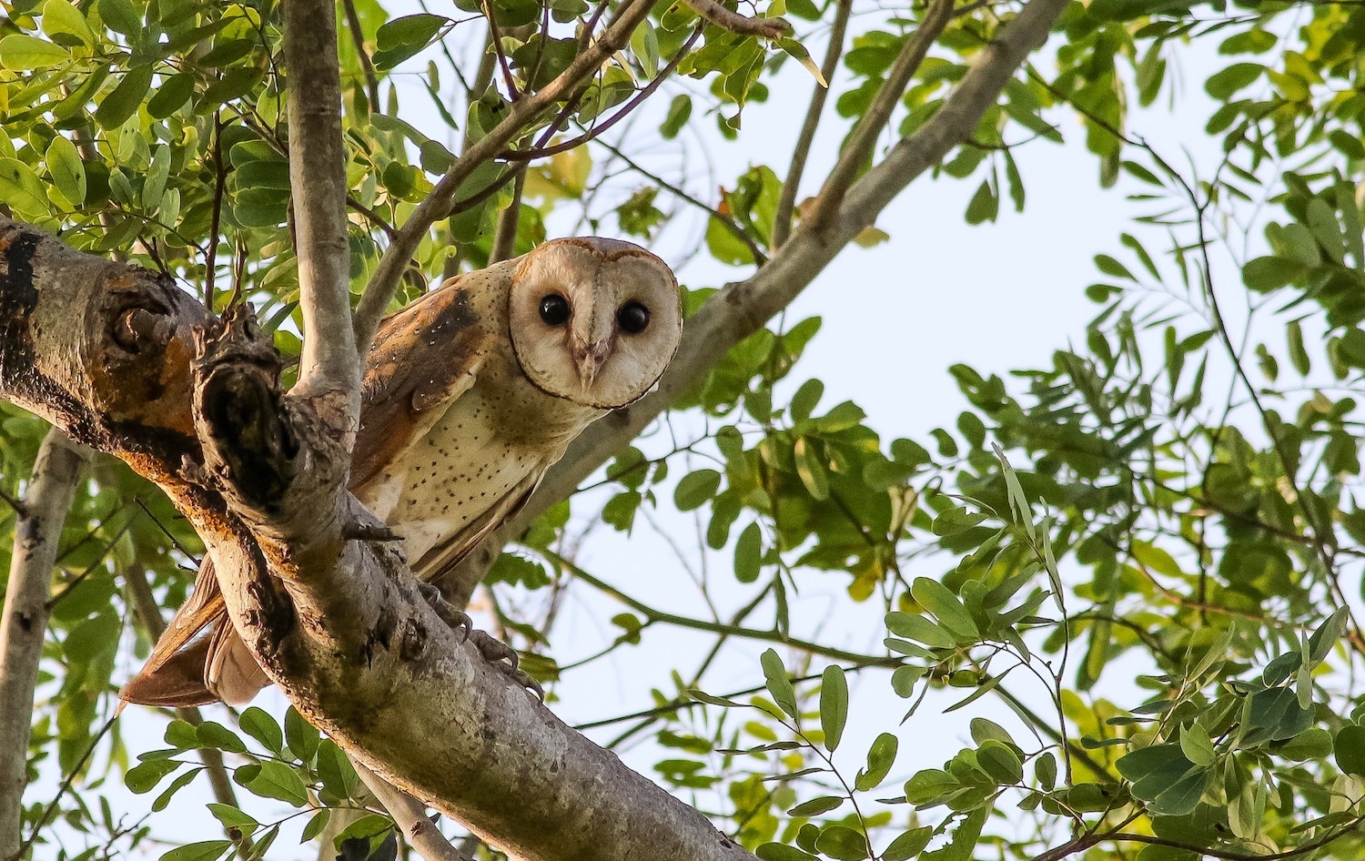 Ang Treapang Thmor_Common Barn Owl_Mony Sang_01.21-min