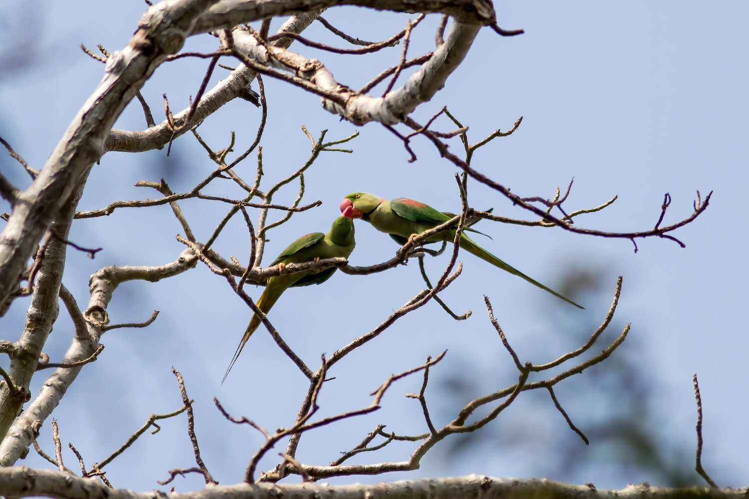 Alexandrine Parakeet at Angkor Complex captured by Mony Sang