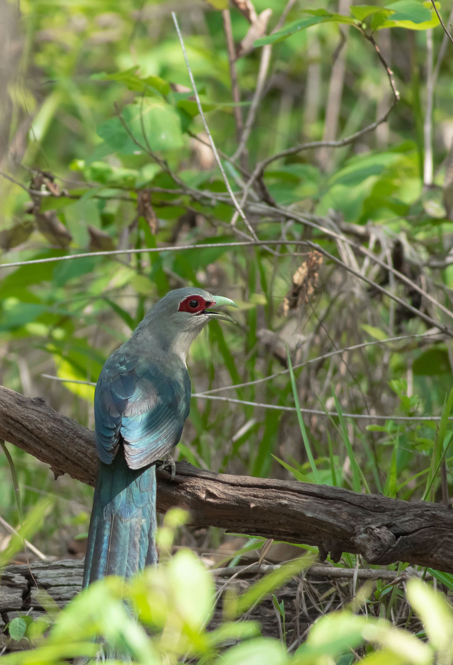 Angkor-Wat-Green-billed-Malkoha-Mardy-Sean