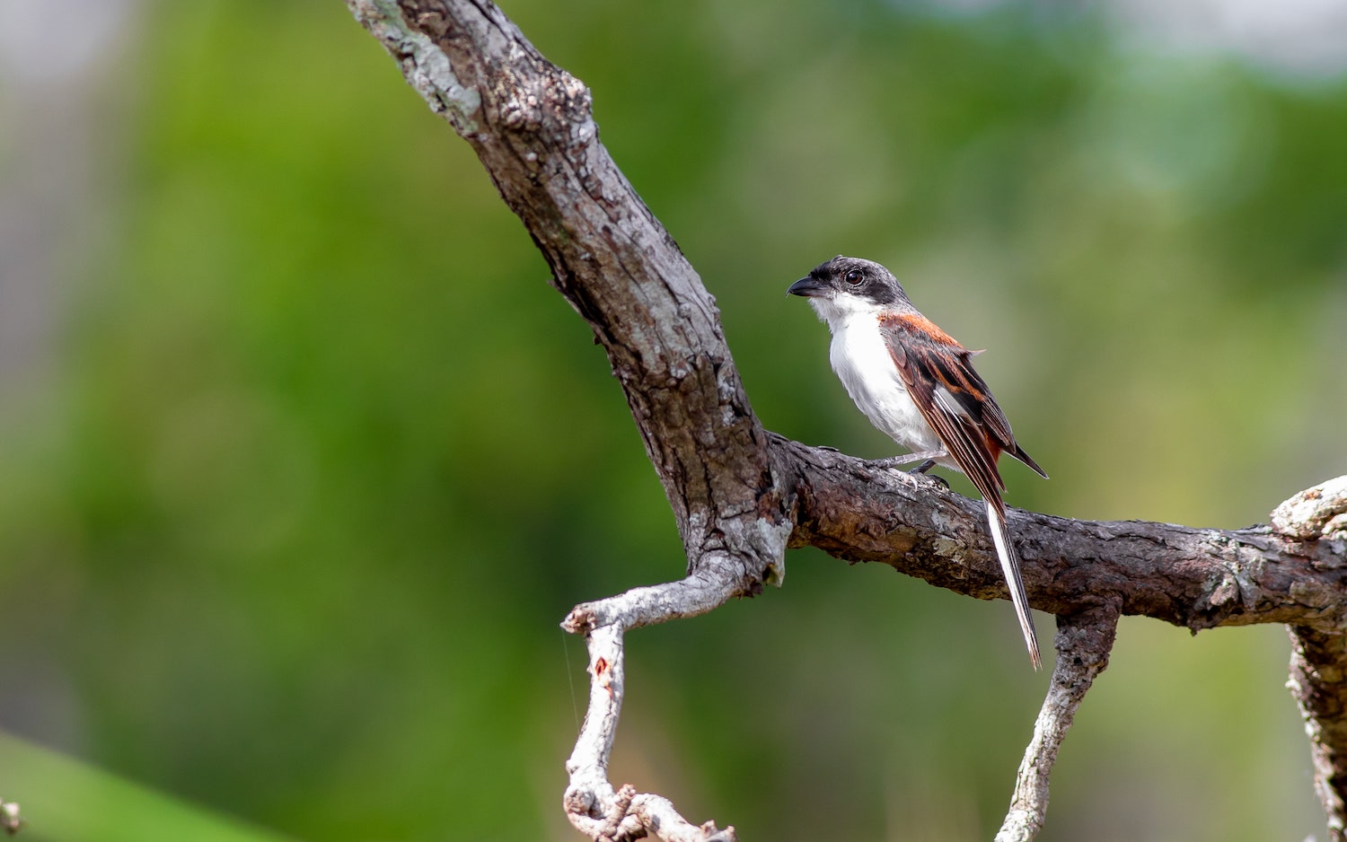 Experience the Beauty of Wildlife With Sam Veasna Birdwatching Tours