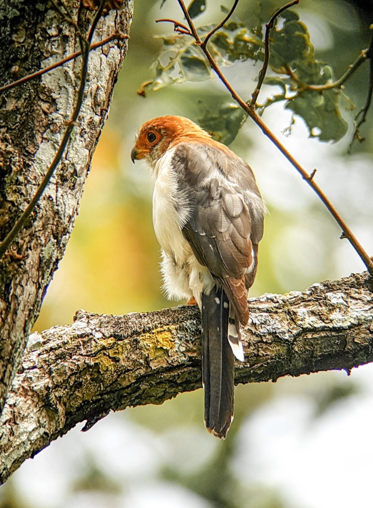 
Koh Ker White-rumped Pygmy Falcon Female by Mardy Sean