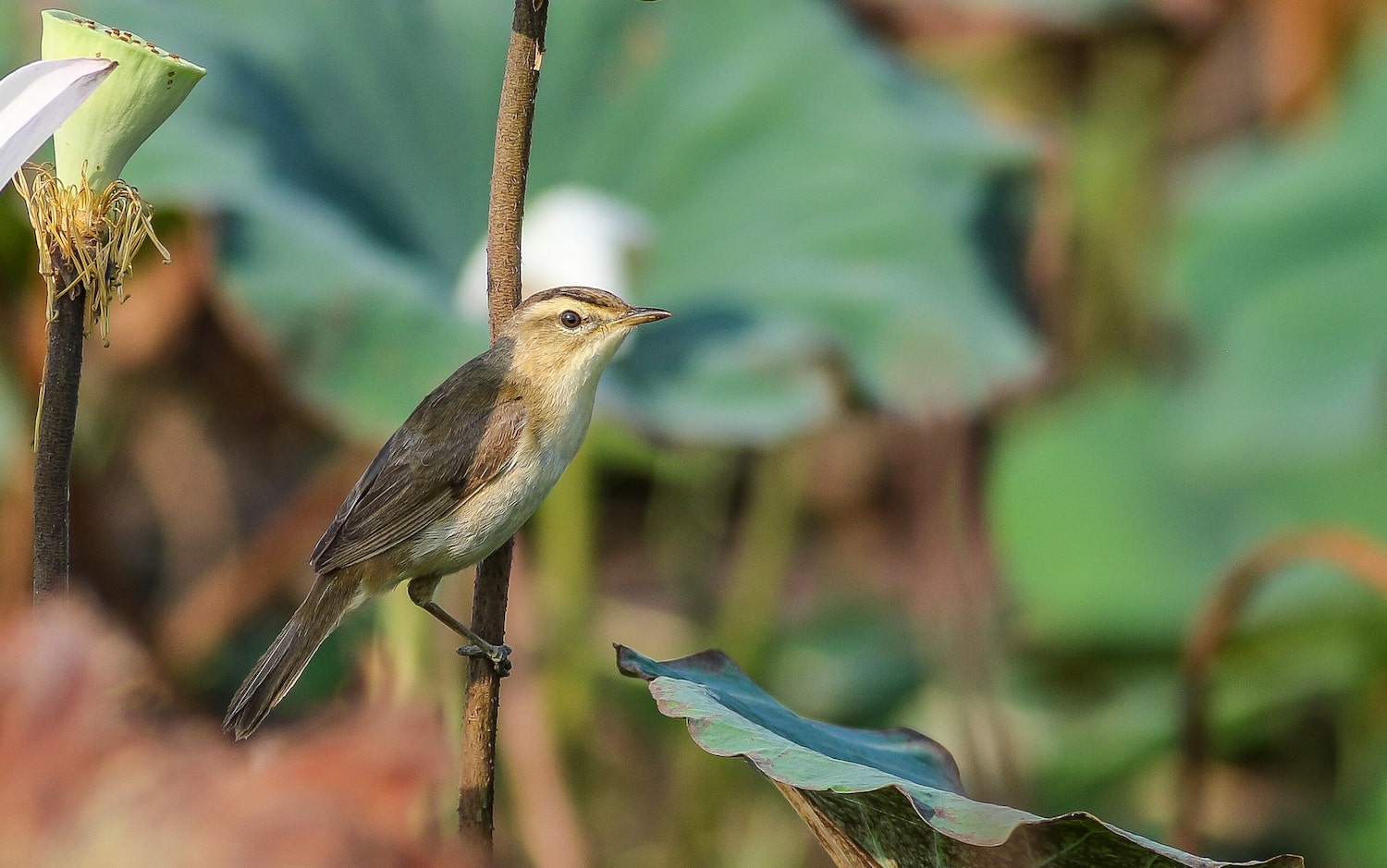 Black-browed Warbler at Phnom Kroam, Siem Reap - captured by Mony Sang