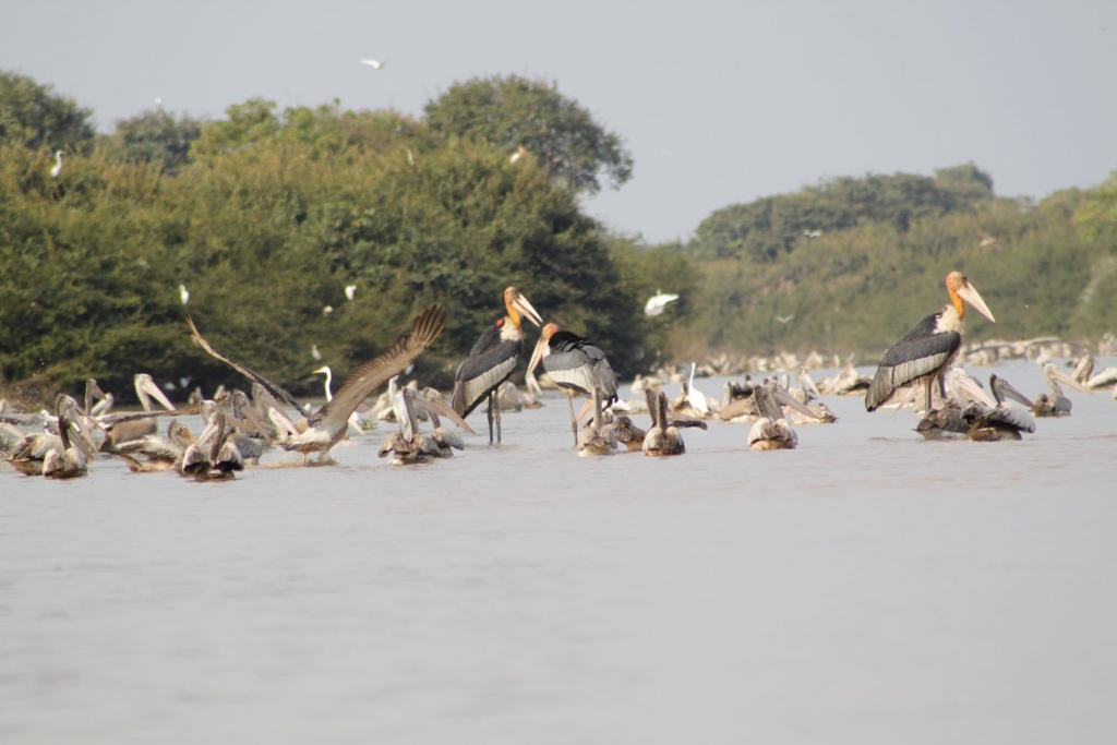 Spot-billed Pelican and Greater Adjutant at Prek Toal captured by Mardy Sean